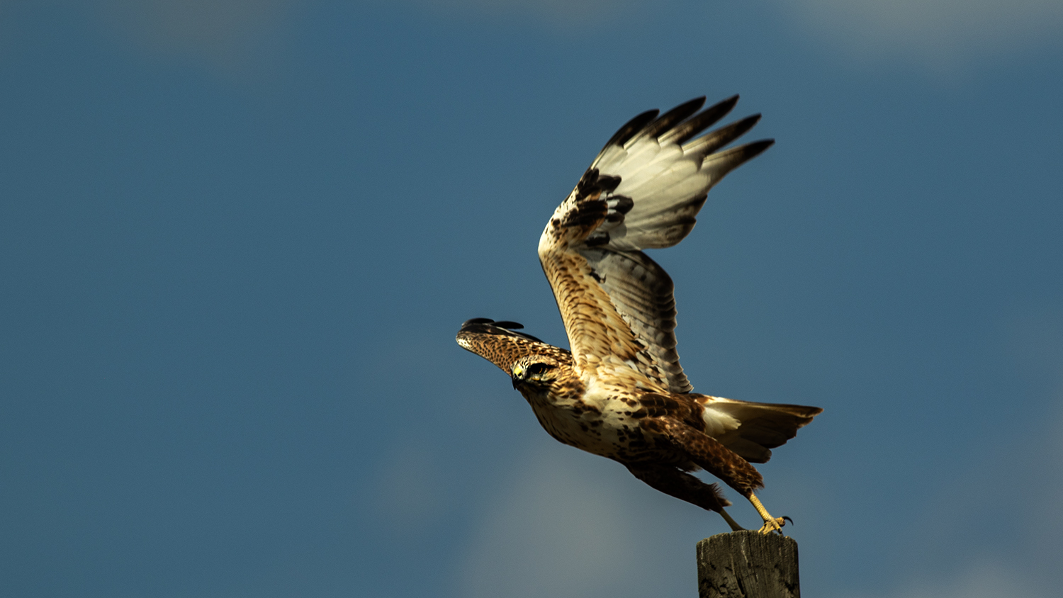 Long-legged Buzzard